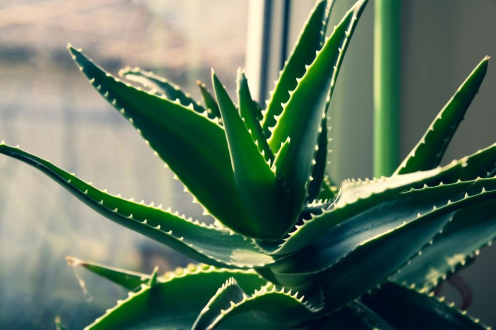 Beneficios del Aloe Vera para tu piel